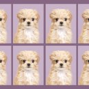 사월의 그루밍 이미지