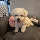 드림독 강아지 고양이 안심분양센터 시흥점 | &lt;드림독 강아지고양이 안심분양센터 부천점&gt;미니비숑 우리아가 초바비