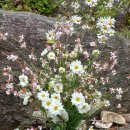 10월 9일 구정초,백색추명국,백색 바늘꽃 이미지