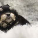 더펫샵 | 남양주애견분양 전문적인 펫샵 후기