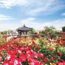 장미축제 이미지