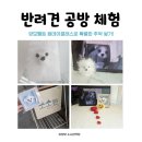 소소한작당 의정부 민락동 놀거리, 반려동물 양모펠트 강아지 원데이클래스 체험 추천