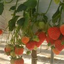 햇님농장 이미지