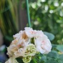 콩이랑 초이랑 이미지