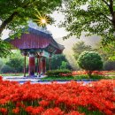 선운사꽃무릇 이미지