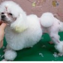 샵춘자 이미지