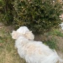 어반퍼피 | 창원 애견미용 추천 어반브릭스 테일러퍼피