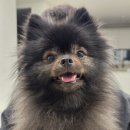 복실이네 애견 | [내돈내산 후기] 양주 옥정 디에트르 상가 애견미용 초코네