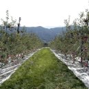 문경관광농원 이미지