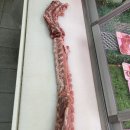 고기아재 Daum카페