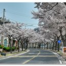 꽃으로노래하다 이미지