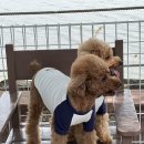 사림동194 | 창원강아지유치원 봄 소풍 다녀왔어요 2탄