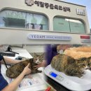 예담동물병원 | 은평구 동물병원 24시 예담 고양이 점액변 만성설사 검진후기