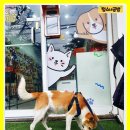 댕냥이슈퍼마켓24