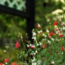 들꽃목장 이미지