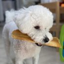 명랑견생 이미지