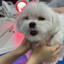 위런한방재활동물병원 | [코코의 투병일기 #13] 디스크 재활은 위런한방재활동물병원, 안정적인 디스크관리 중.