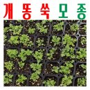 엄지농장 쇼핑하우