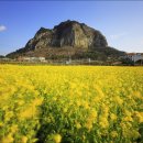 산방산의봄 이미지