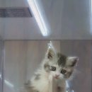 창원고양이분양 퍼스트캣 창원점 이미지