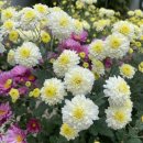 창원수목원관리동화장실 | 창원 수목원 : 4세 아이랑 가을 나들이(색다른 코스 추천)