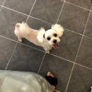 앞산강아지 이미지