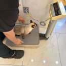 도그앤피플 동물병원 이미지