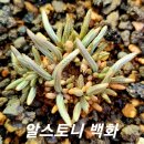 백화 이미지