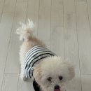 곱디곱개 이미지