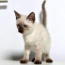 집사의 하루 대구점 이미지