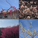 매화 | 광양 매화마을 매화축제 후기(feat.무료 주차장, 파전)