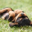 서울하이동물의료센터 이미지