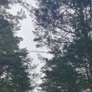 경상북도 울진군 금강소나무 숲길트레킹 가족 단체 힐링여행