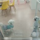 복터진 강아지 이미지