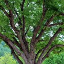 달천초교 매현분교 이미지