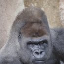 고릴라 복싱 이미지