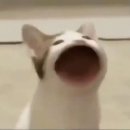 율치과의원 | 사랑니 없는 사람 된 후기 | 사랑니 발치 후 관리는 꼭 해야 해 ! (젭알)