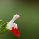 허브아일랜드 식물원 이미지