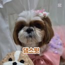 댕스윗 이미지