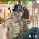 아가마미 고양이카페 | 아가마미 고양이 카페 수원영통 고양이카페 추천 딸기라떼 주차