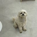 내동애견 이미지