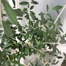 올리브나무 | 세솔 식물영양제 후기- 올리브나무,마오리소포라,상추 키우기