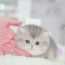 부산고양이분양 모나미네코 해운대본점 이미지