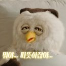 제이조이 이미지