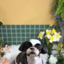 다대동 낫개테마거리 | 부산 사하구 다대포 시츄 미용 후기/ 다대동 시츄 미용 잘하는곳