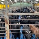 한미숙농장 이미지