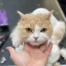 쥬디캣(Judy Cat) 이미지