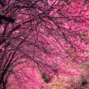 박정래 | 승정원일기 고찰[전흥윤(全興潤)]