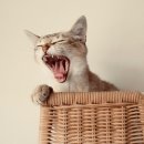 비타민동물메디컬센터 이미지