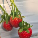 향아농원 | 광주 퇴촌] 겨울방학 아이와 가볼 만한 곳! 🍓 '향아딸기농원' 온 가족 총출동 후기 (무농약이라 바로 냠냠)